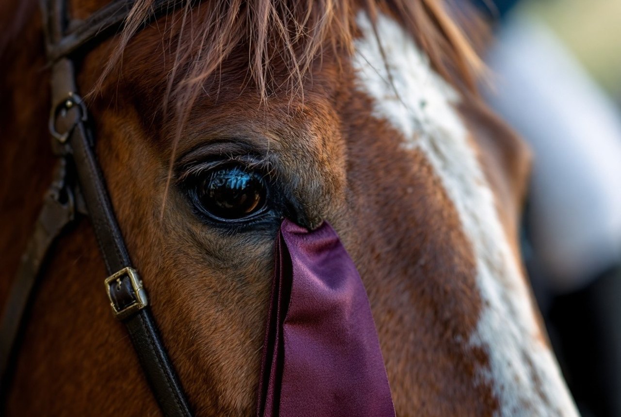 Close detail: FFE Galop badge or rosette
