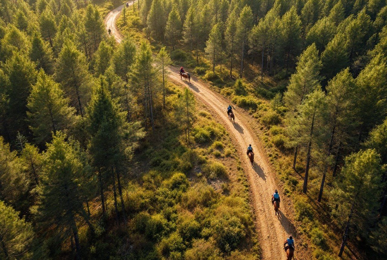 Aerial or landscape shot of Landes pine forest track with riders